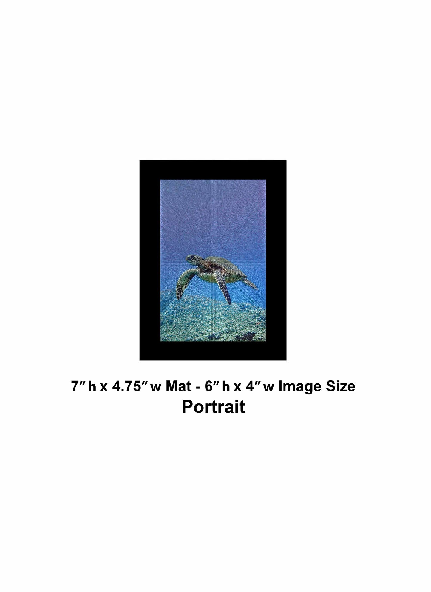 01 Swim Sea Turtle IMG_0052
