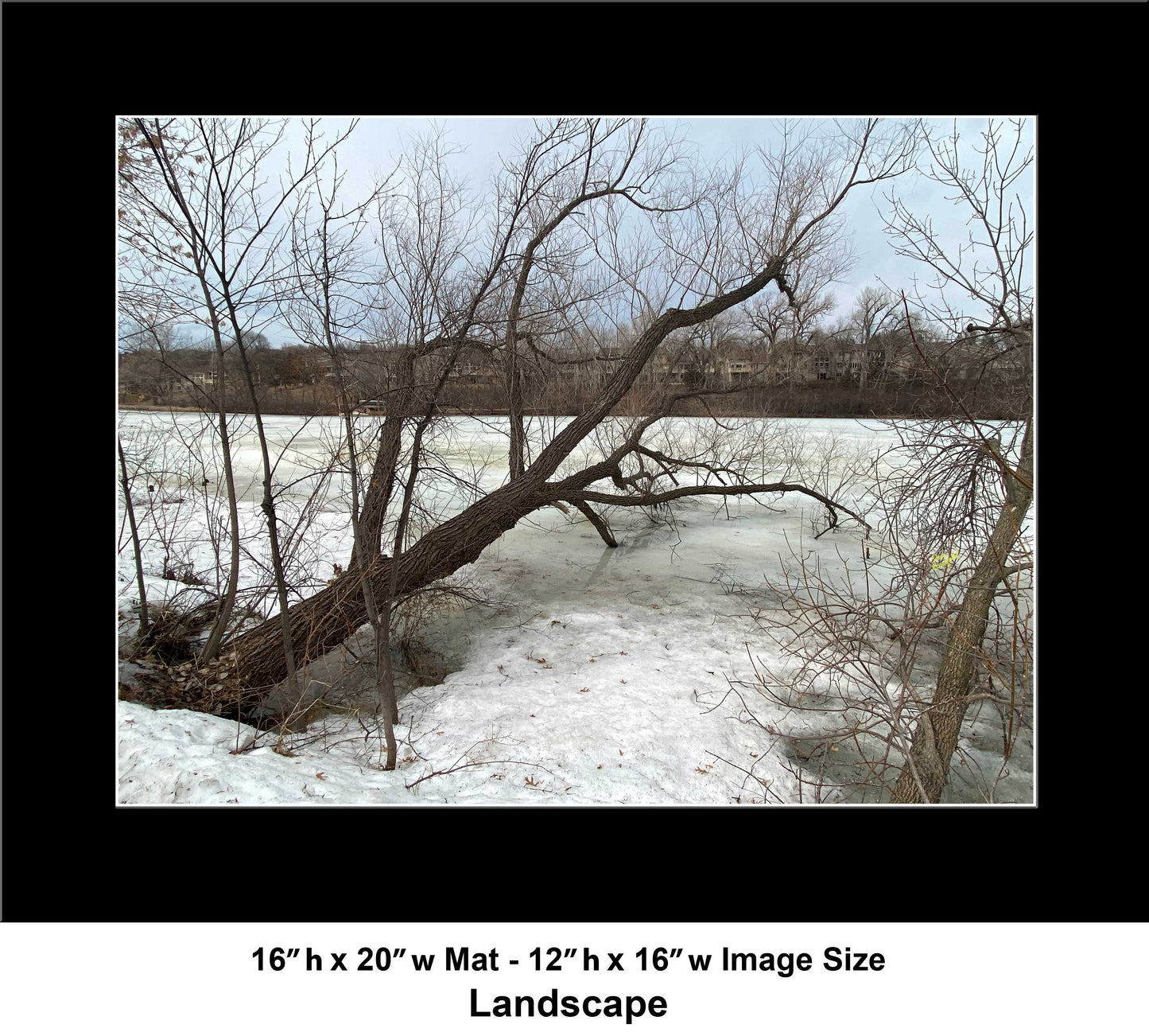 -179-Winter-Tree-Lake-IMG-5574-Original