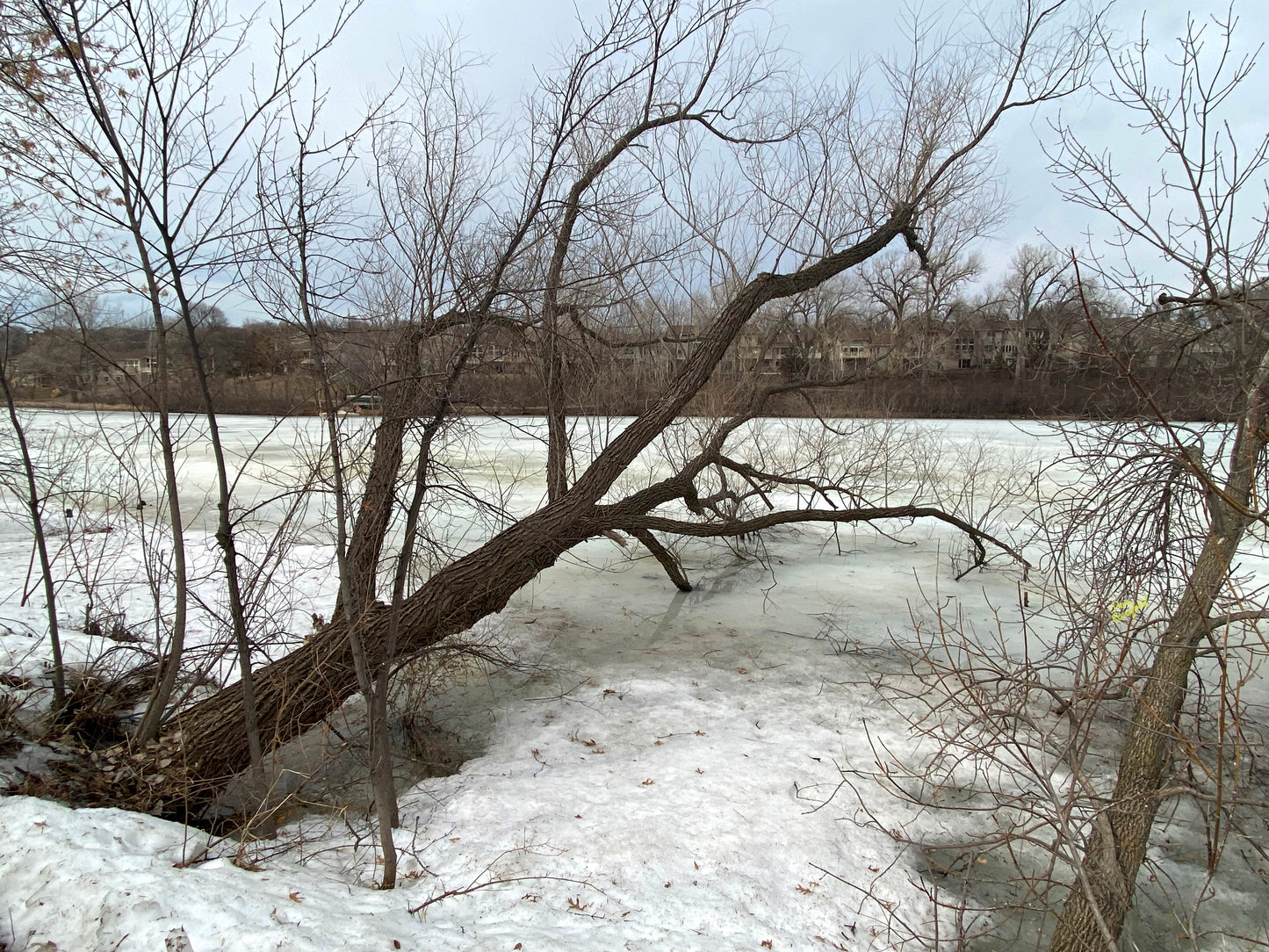 -179-Winter-Tree-Lake-IMG-5574-Original