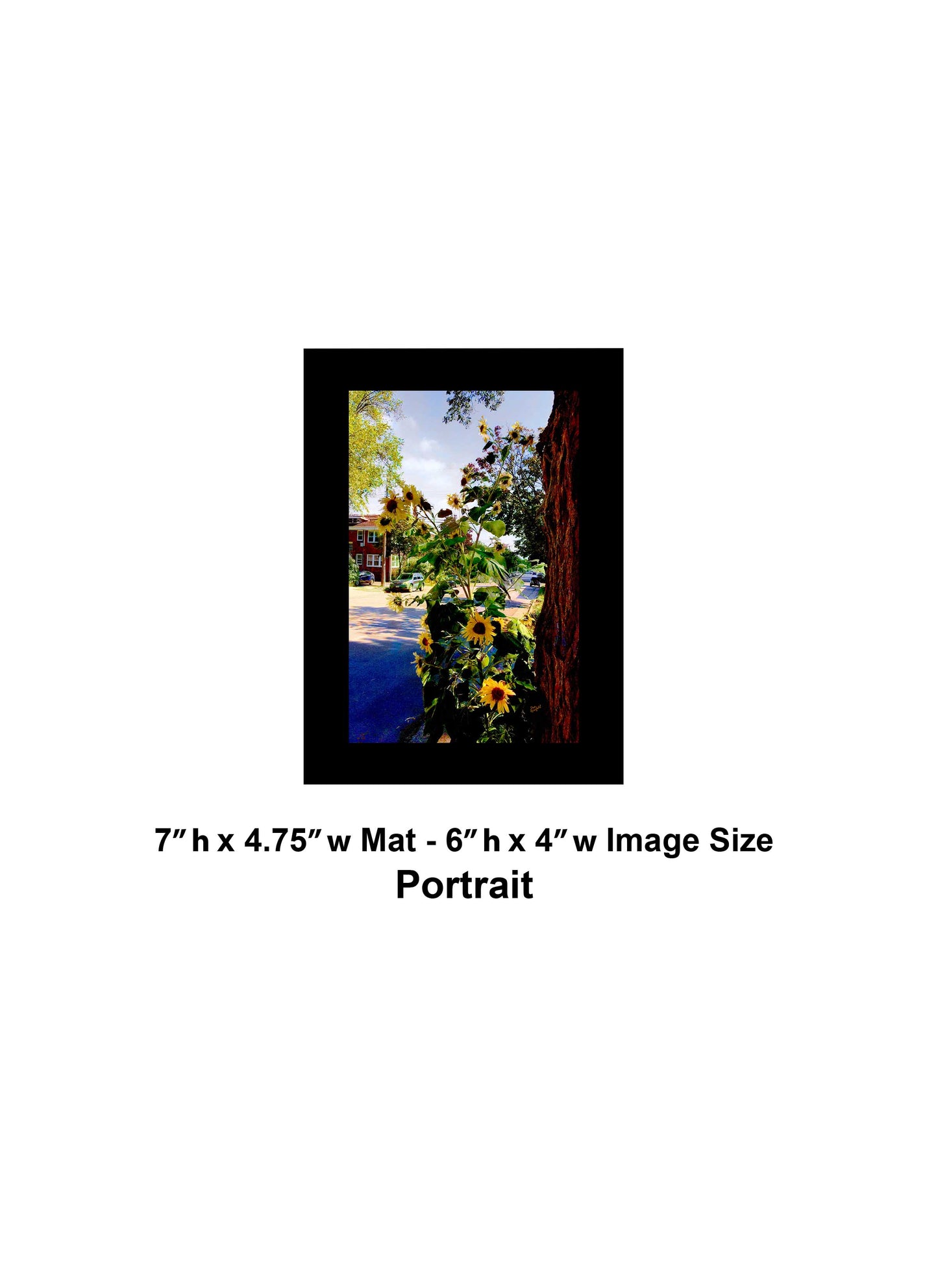 -191-Sunflower-Tree-IMG-4106
