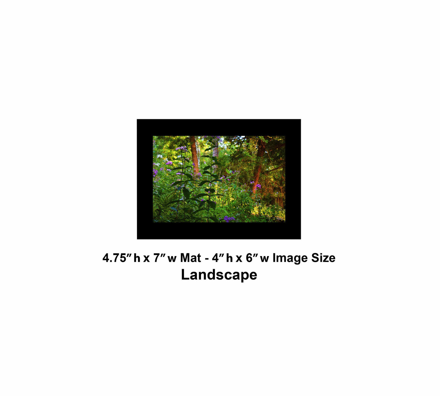 40 Forest Look DSC_0238