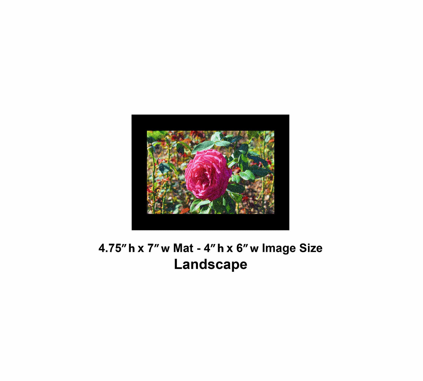 48 One Magenta Flower DSC_0920