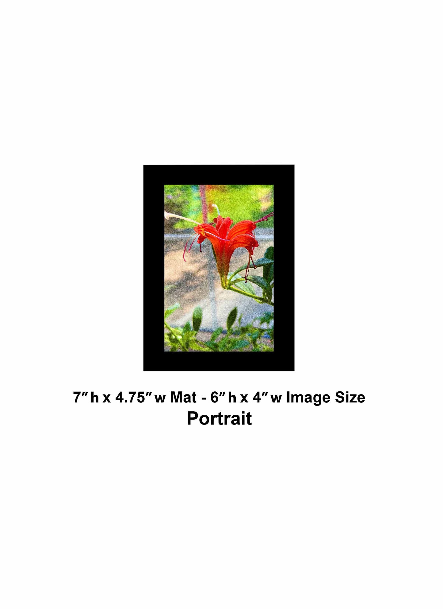 60 Single Red Flower Bloom IMG_1038