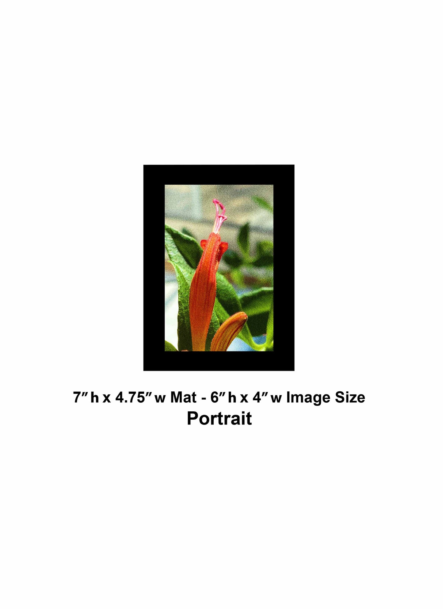 61 Single Red Flower Budding IMG_1039