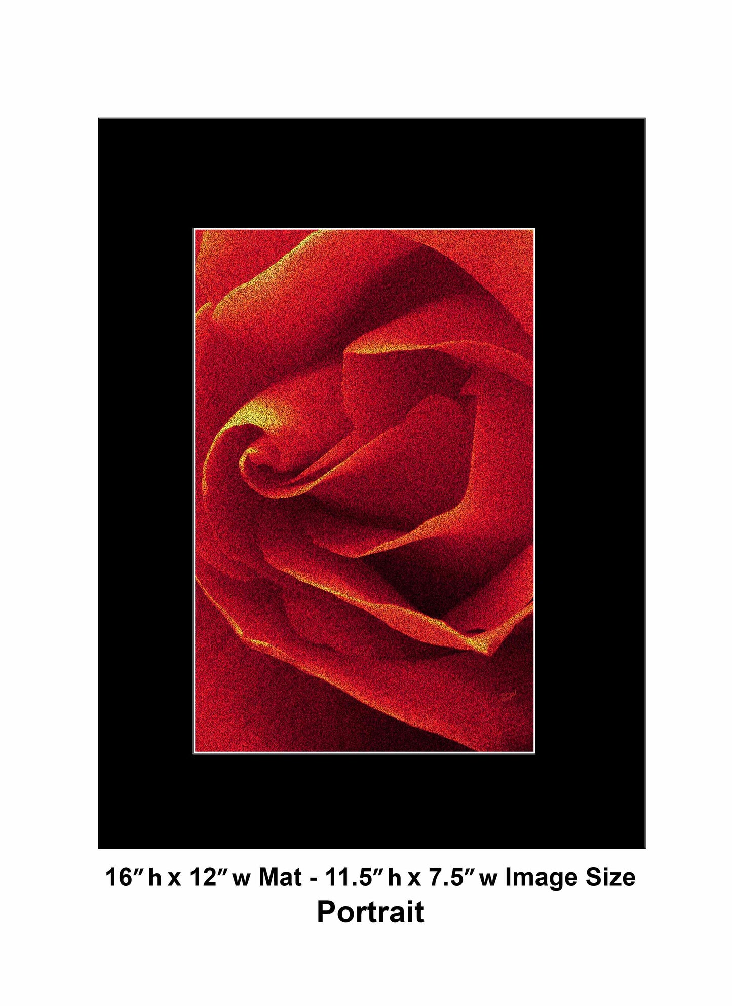 79 Close Red Rose Portrait