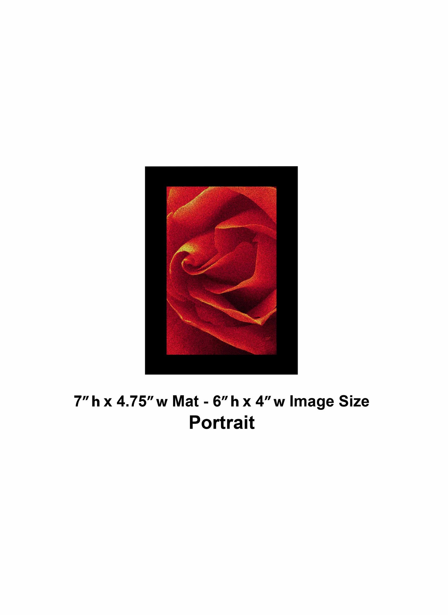 79 Close Red Rose Portrait
