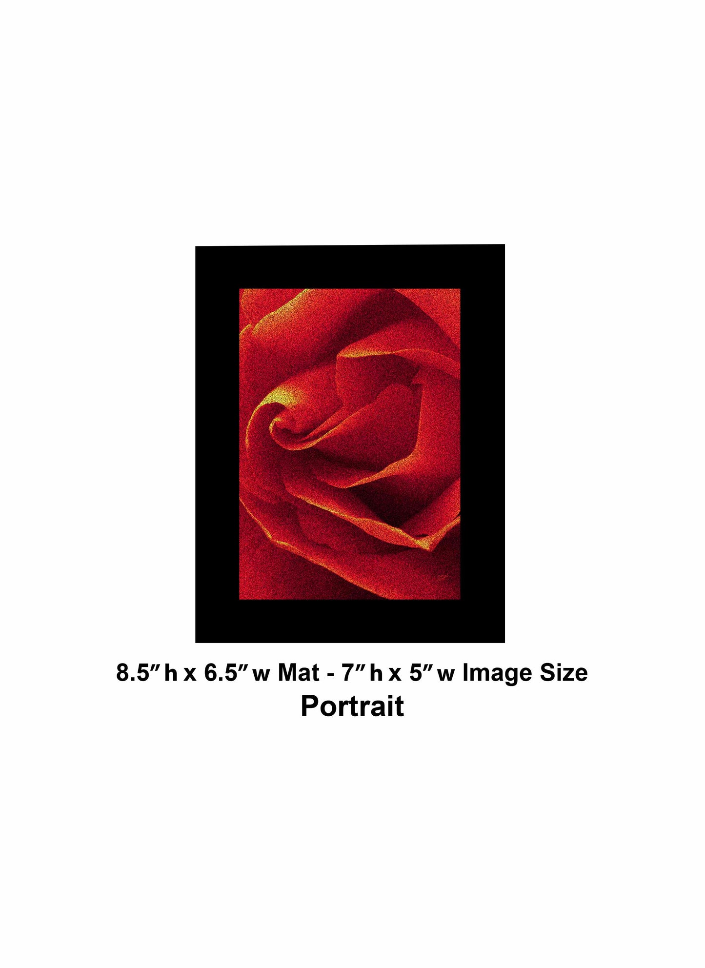 79 Close Red Rose Portrait