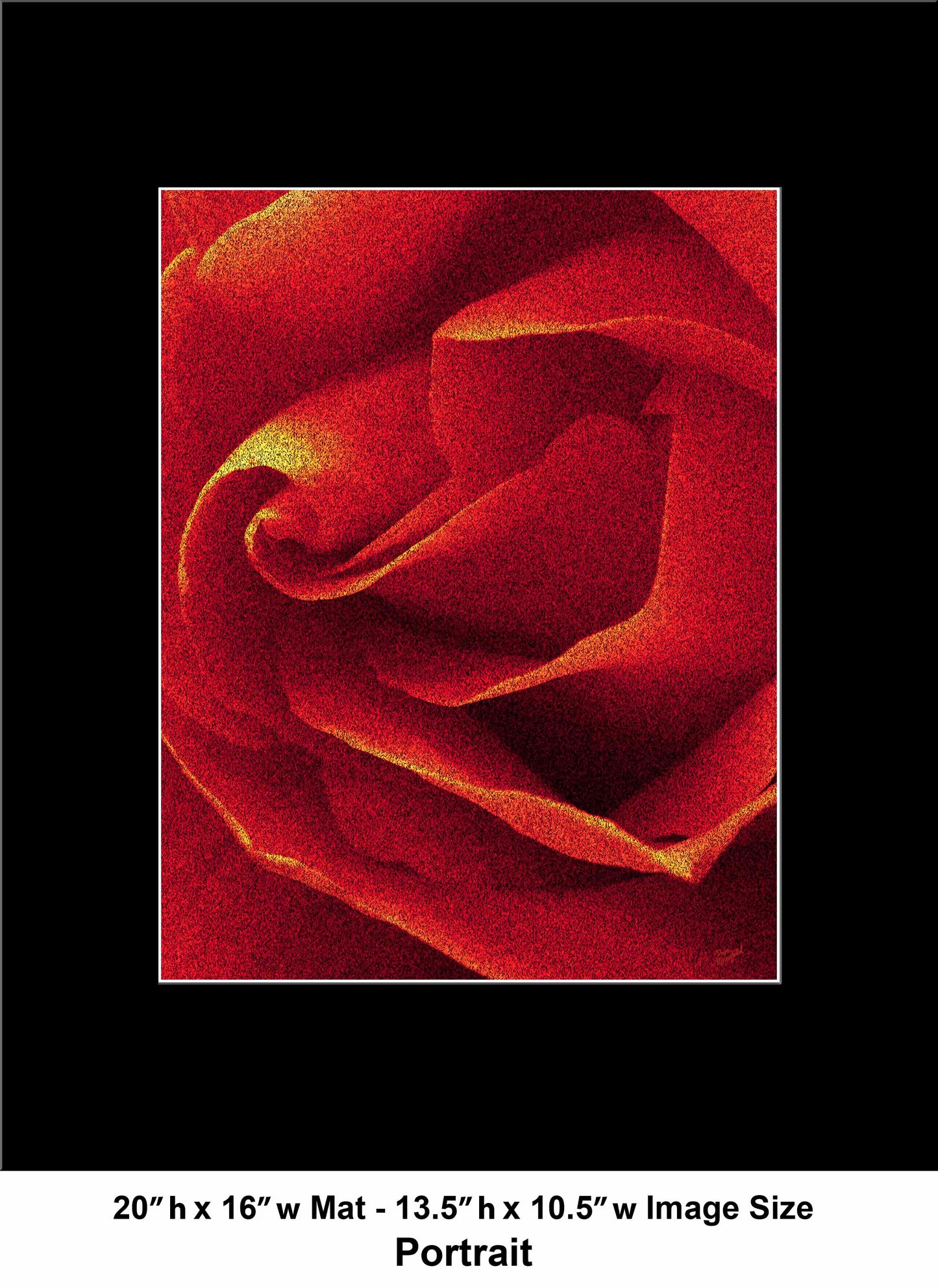 79 Close Red Rose Portrait