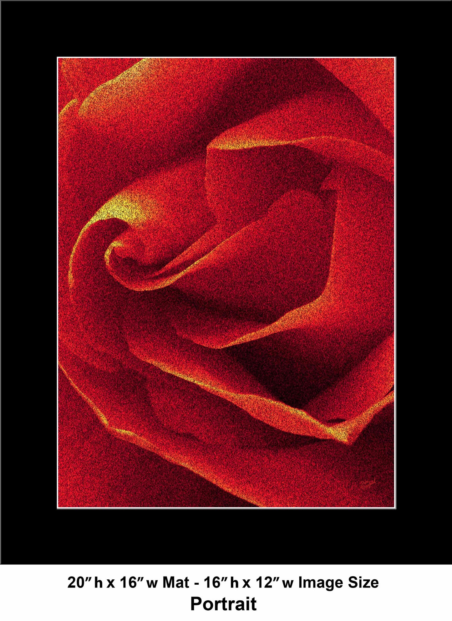 79 Close Red Rose Portrait