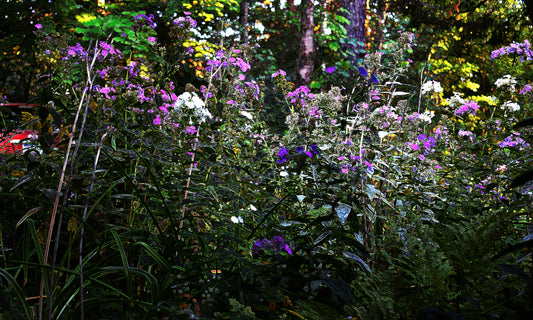 132 Dark Glowing Color Flowers Landscape