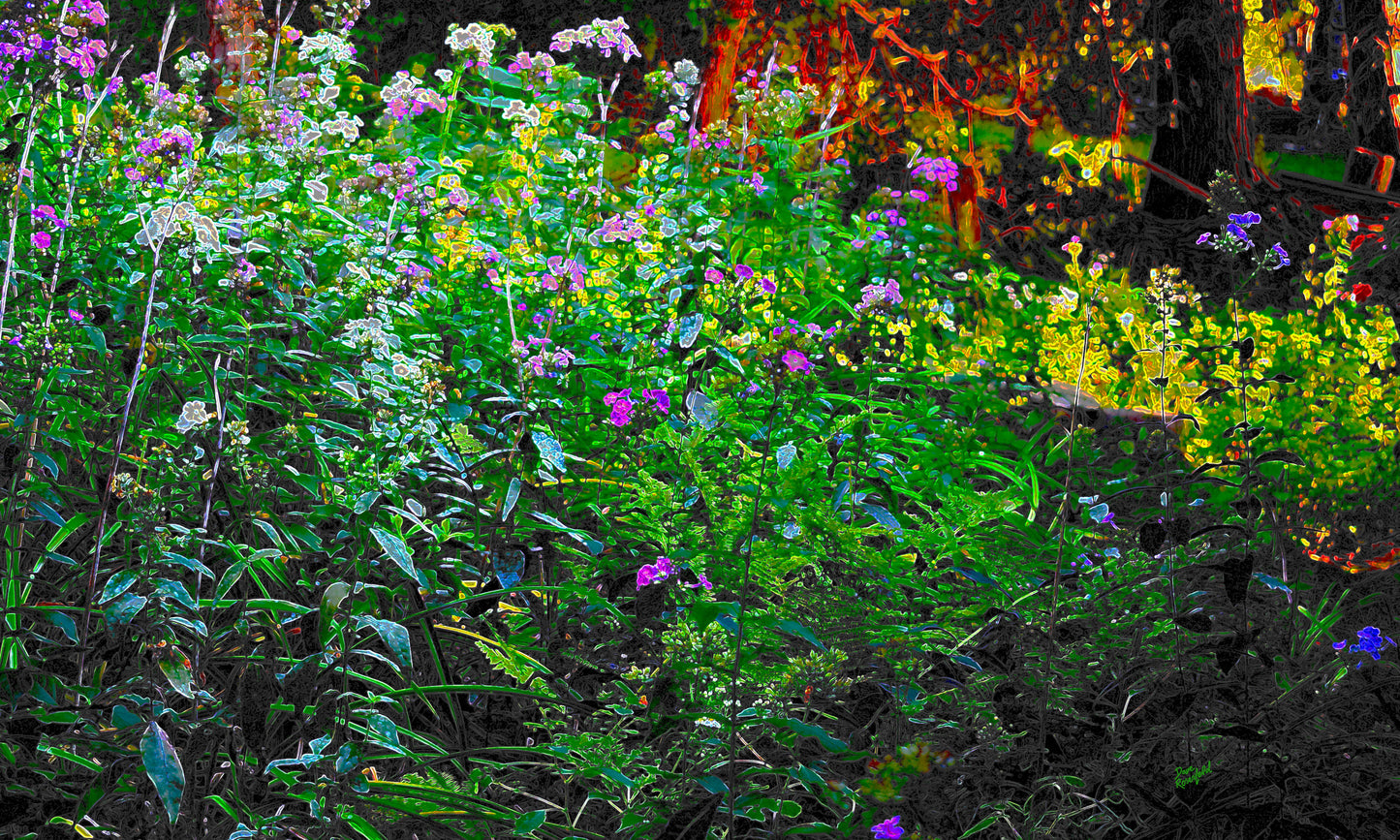 134 Color Flowers Landscape