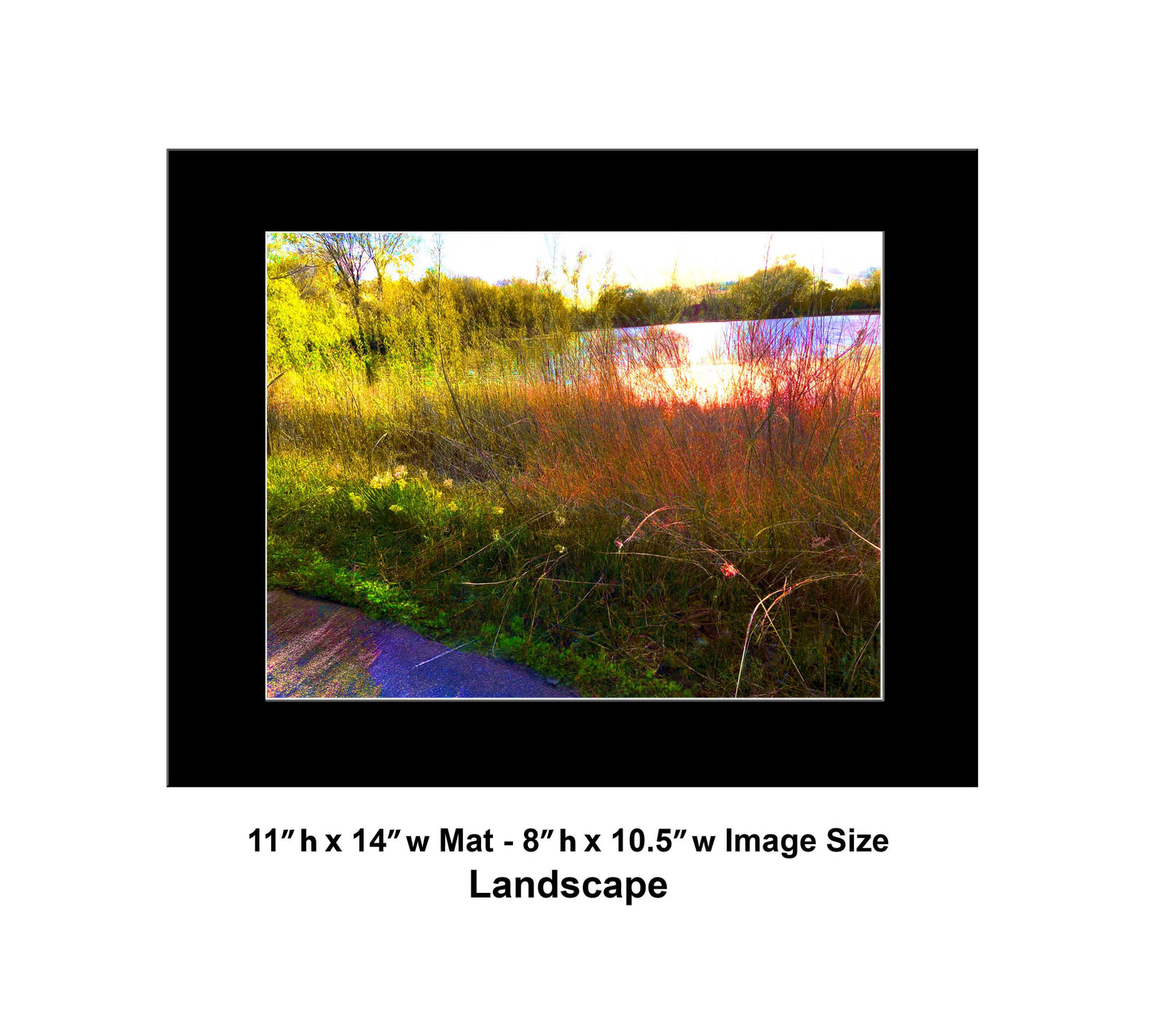 -175-Lake-Reeds-Sun-IMG-6887-1
