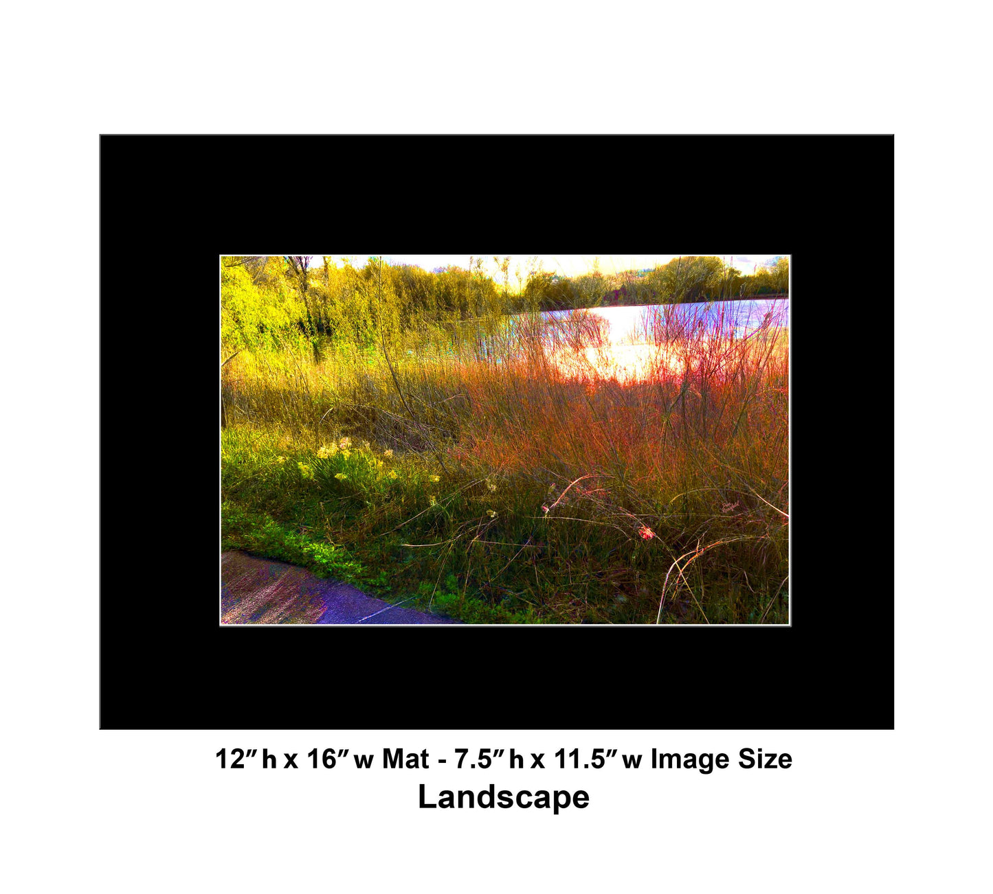 -175-Lake-Reeds-Sun-IMG-6887-1