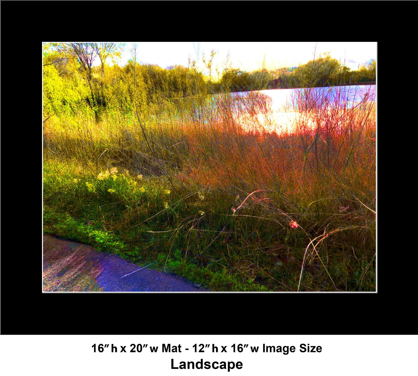 -175-Lake-Reeds-Sun-IMG-6887-1