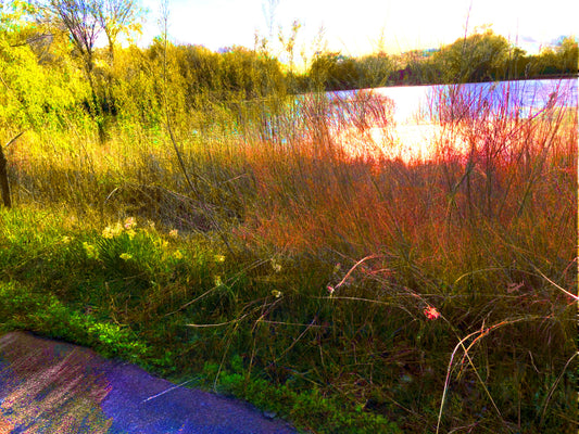 -175-Lake-Reeds-Sun-IMG-6887-1