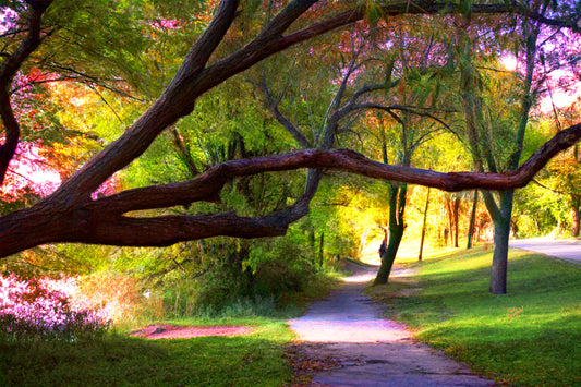 -177-Long-Tree-Path-DSC-0963-1