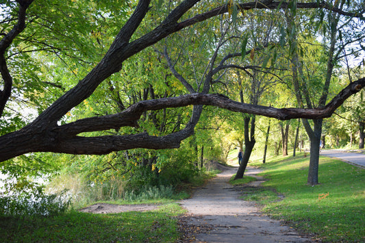 -177-Long-Tree-Path-DSC-0963-Original