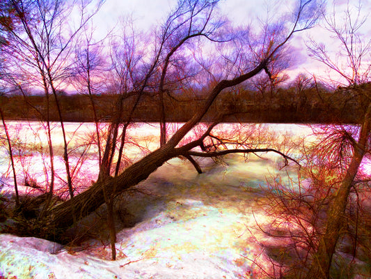 -179-Winter-Tree-Lake-IMG-5574-1