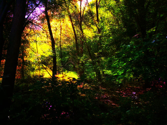 -181-Trees-Green-Sun-IMG-9632