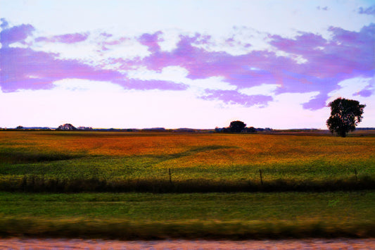 -182-Yellow-Green-Field-DSC-2512