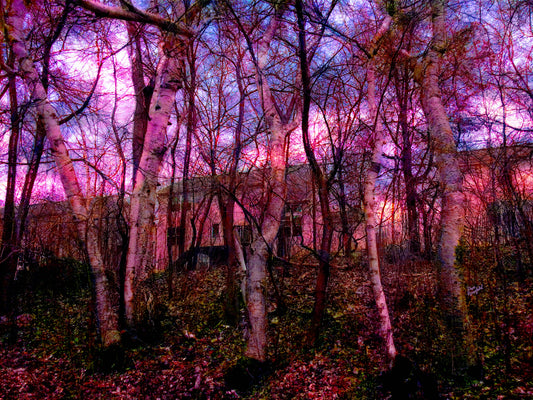 -188-Birch-Trees-Buildings-IMG-2483