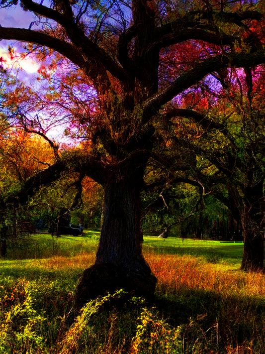 -193-Spring-Tree-Close-IMG-6876
