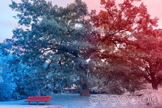 --203 Park Bench Under Tree Ames 2026 IMG_4437