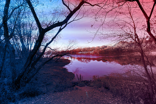 --209 Dark Tree Purple Lake 2026 IMG_4883