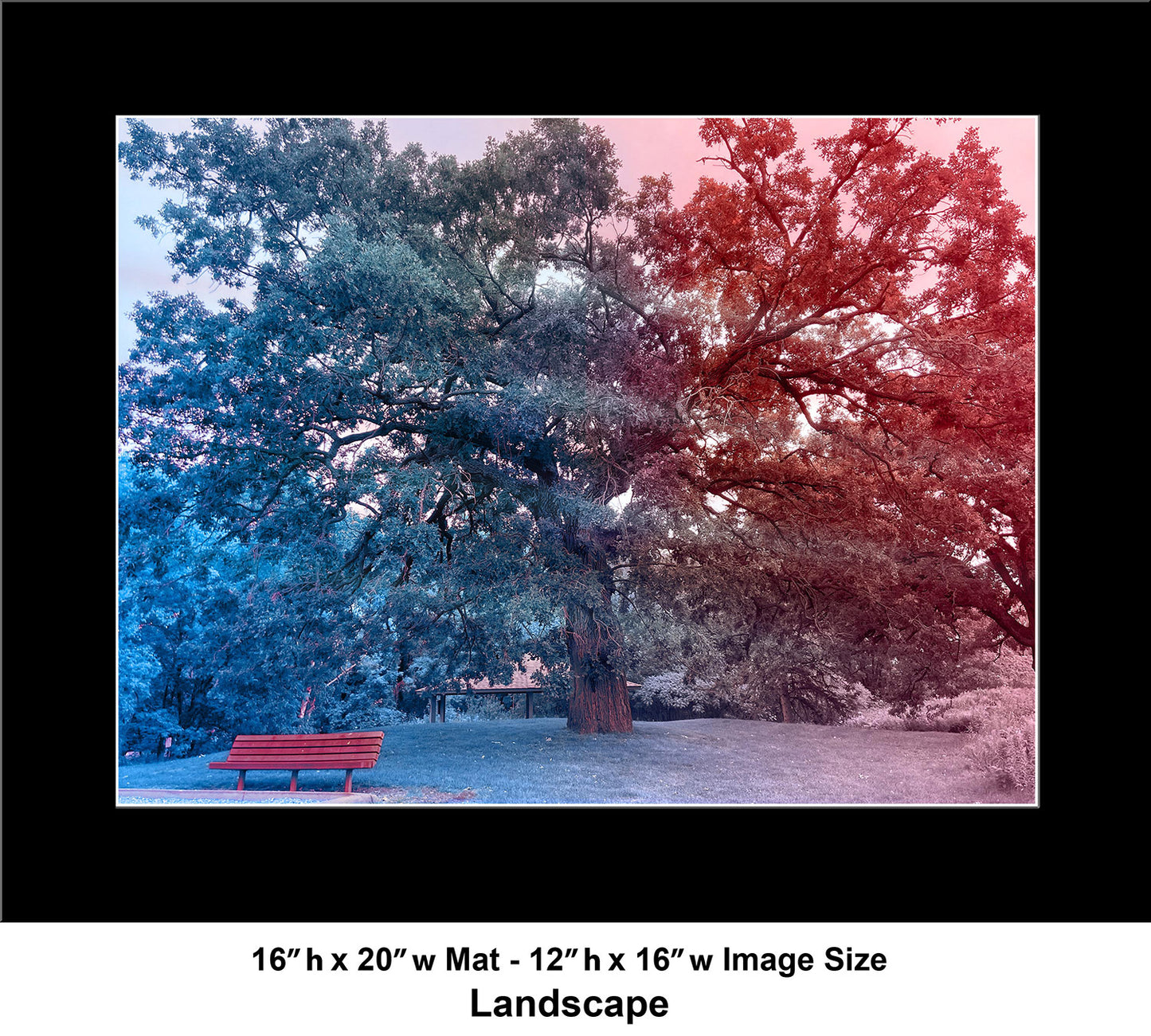 --215 Park Bench Under Tree 2026 IMG_4437