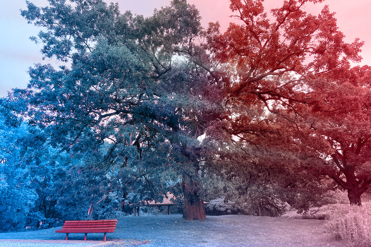 --215 Park Bench Under Tree 2026 IMG_4437