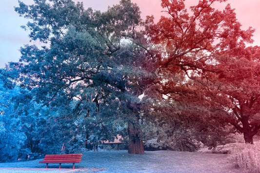 --215 Park Bench Under Tree 2026 IMG_4437