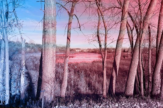 --216 Peaceful Trees By Lake 2026 IMG_4871