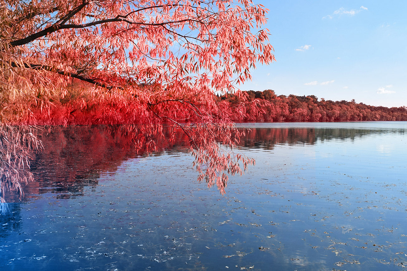 --219 Red Trees Blue Lake 2026 DSC_0959
