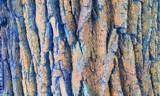 21 Tree Blue Orange IMG_2505