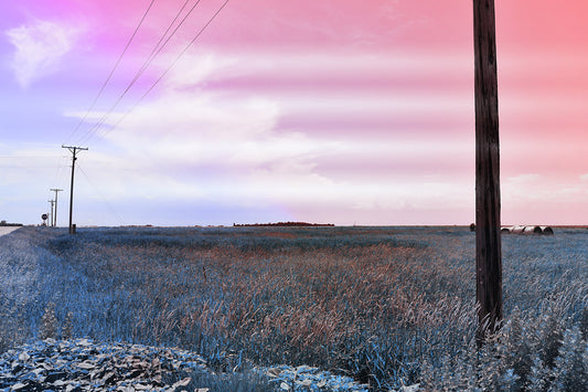 --222 Telephone Poles in Field 2026 DSC_2728