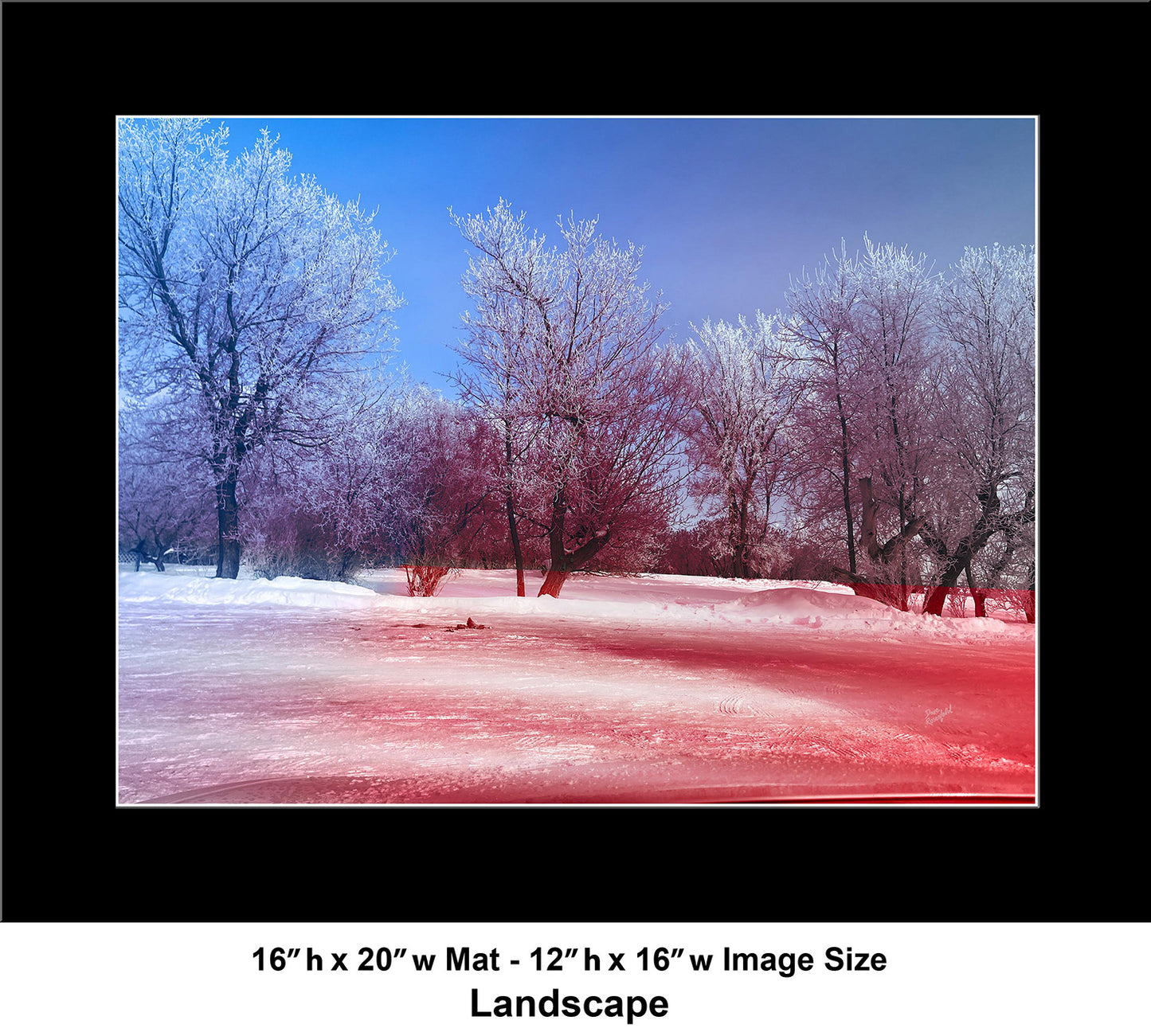 --225 White Trees Red Snow 2026 IMG_5306