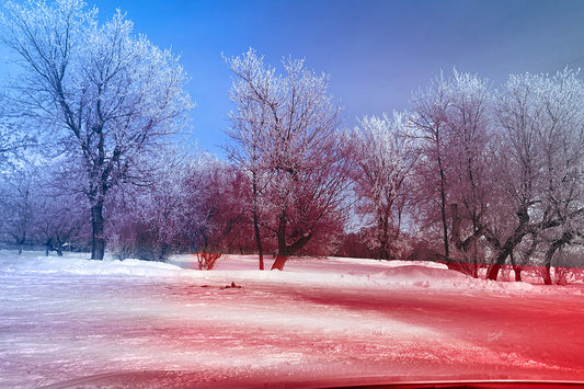 --225 White Trees Red Snow 2026 IMG_5306