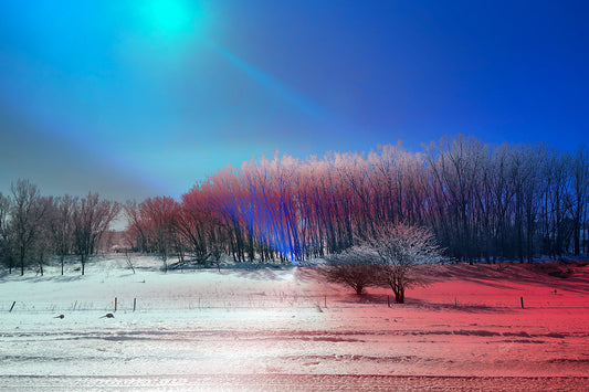 --228 Winter Blue Sky Red Trees 2026 IMG_5296