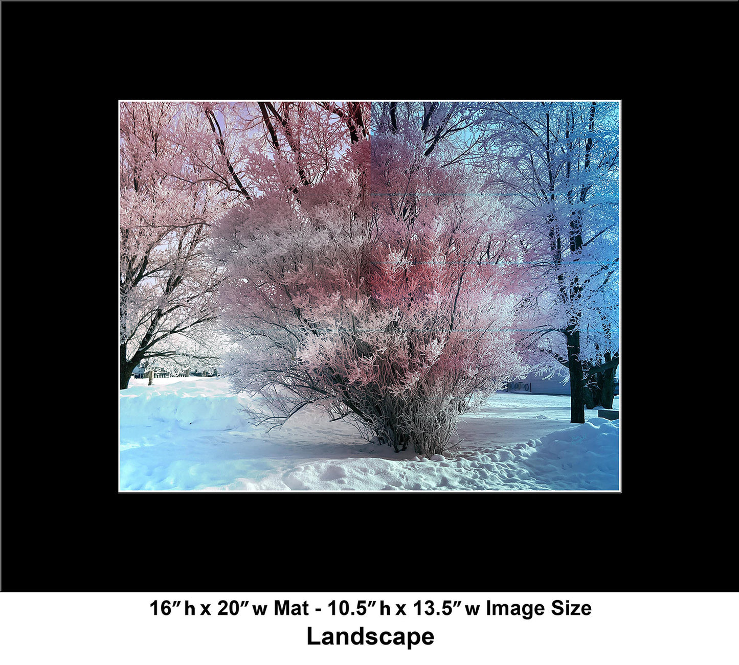 --229 Winter White Tree 2026 IMG_5309