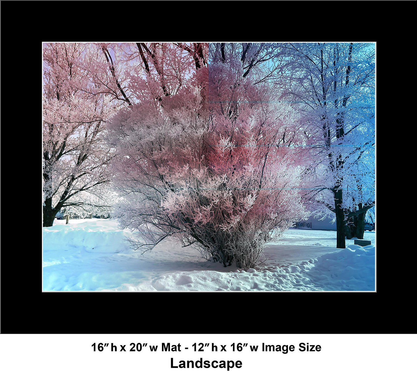 --229 Winter White Tree 2026 IMG_5309
