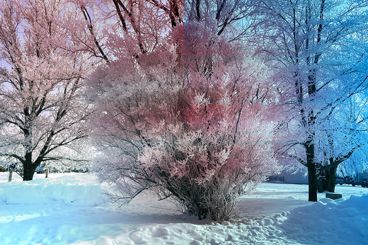 --229 Winter White Tree 2026 IMG_5309