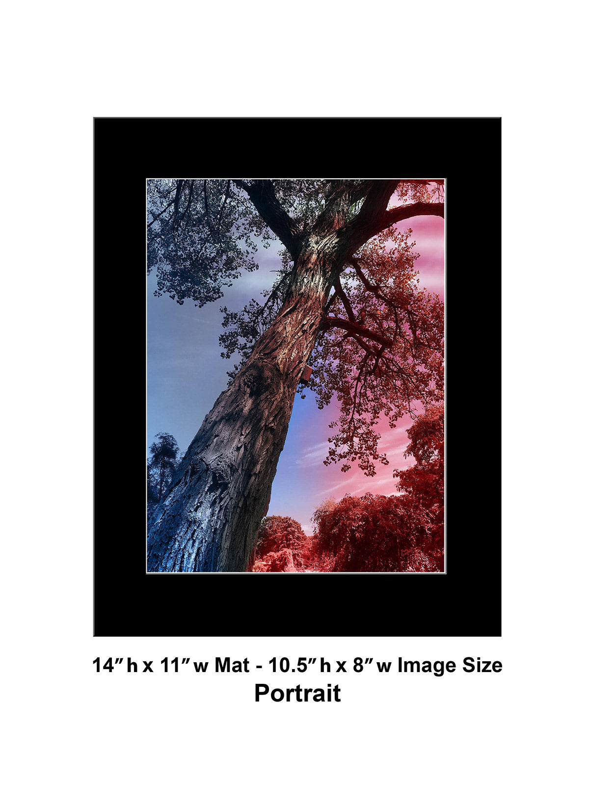 --232 Red Blue Dark Tree IMG_3333