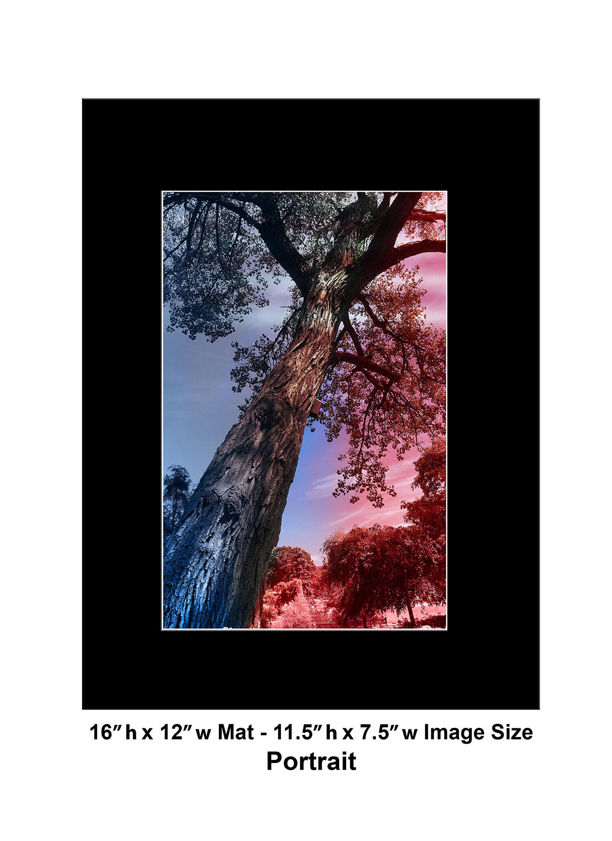 --232 Red Blue Dark Tree IMG_3333