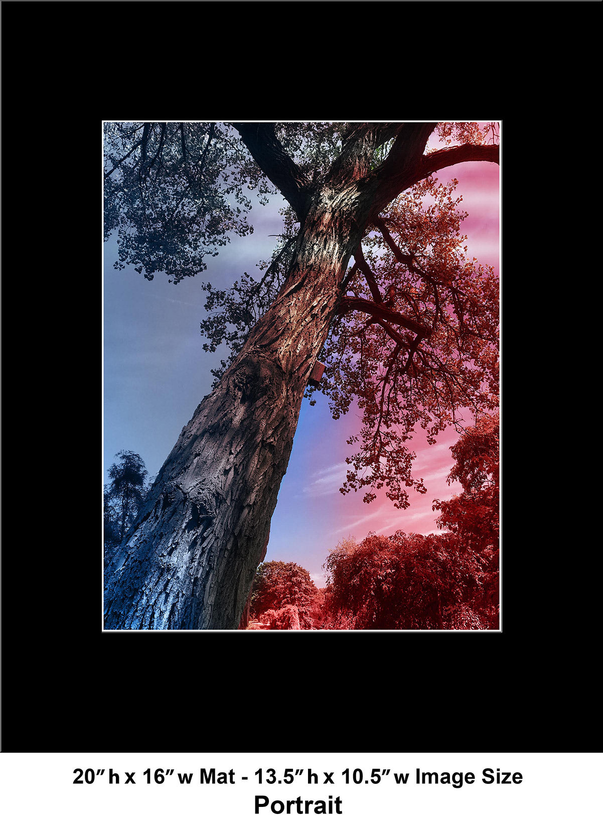 --232 Red Blue Dark Tree IMG_3333