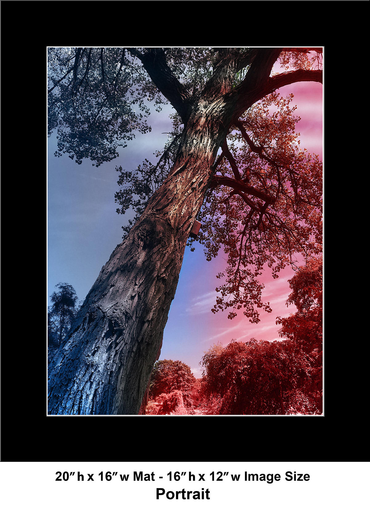 --232 Red Blue Dark Tree IMG_3333
