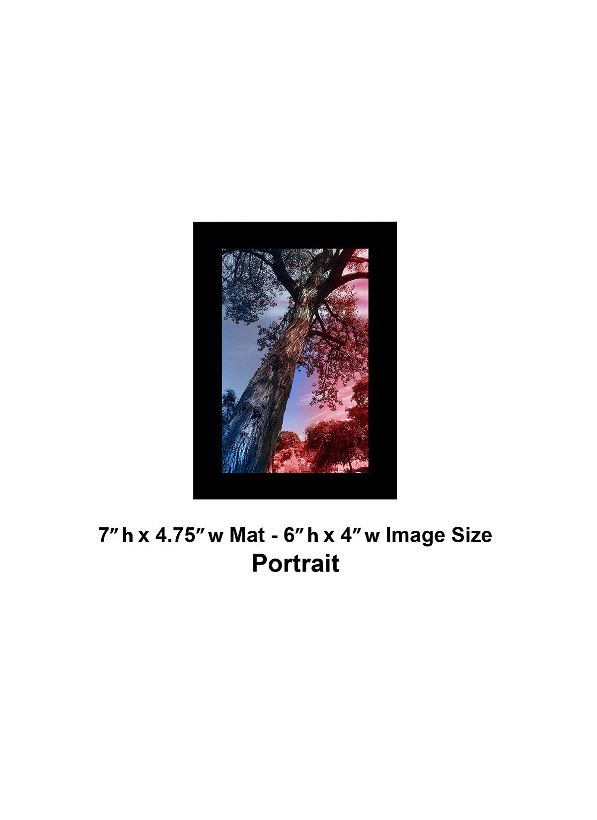 --232 Red Blue Dark Tree IMG_3333