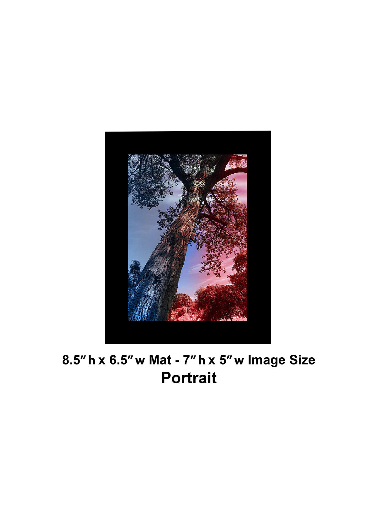 --232 Red Blue Dark Tree IMG_3333
