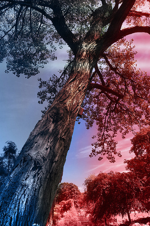 --232 Red Blue Dark Tree IMG_3333