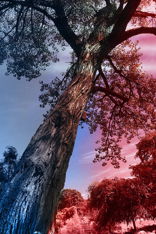 --232 Red Blue Dark Tree IMG_3333