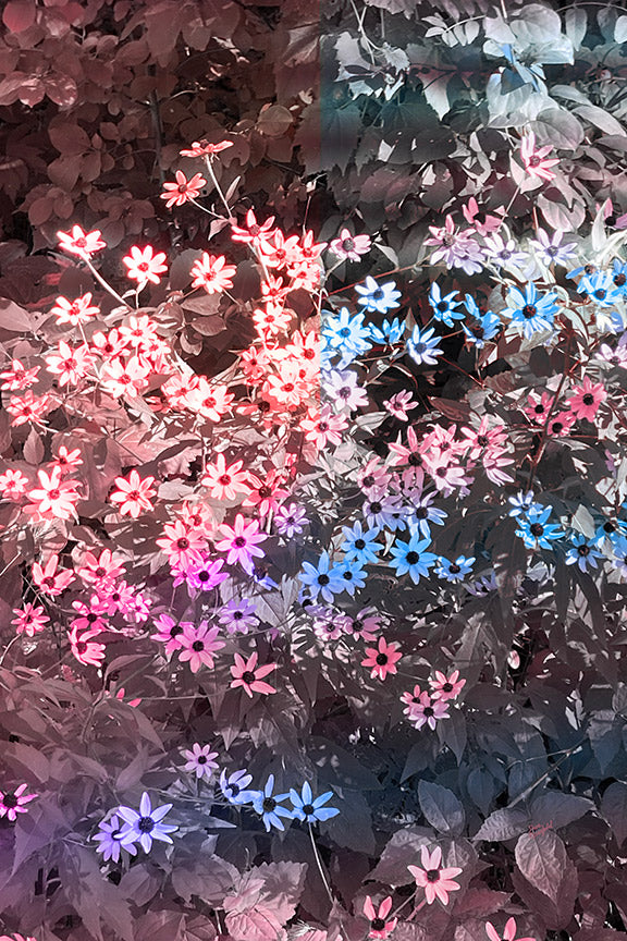 --234 Red Blue Small Flowers IMG_4499